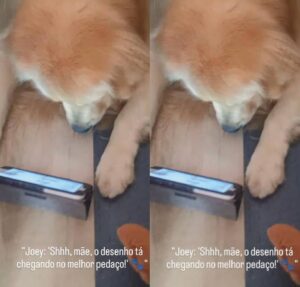 Que fofura! Cachorrinho aparece concentrado assistindo a desenho animado e encanta a web; confira