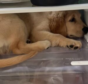 Cachorrinha resolve entrar na geladeira para aliviar o calor e encanta a web