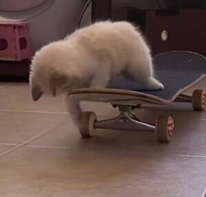 Rayssa Leal felina! Gatinha surpreende a web com habilidade no skate