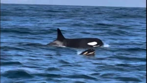 Grupo de orcas é avistado no litoral norte de Ilhabela; VEJA VÍDEO!