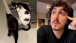 Felipe Castanhari relata perda de pet envenenado e faz alerta: ‘Era um gatinho saudável’