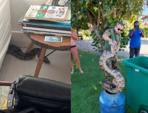 Jiboia gigante de 10kg é encontrada debaixo de sofá em casa; VEJA VÍDEO