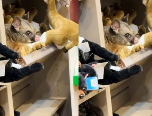 Gambá é encontrado entre bichos de pelúcia em loja de aeroporto; VEJA VÍDEO