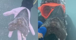 Adolescente encontra raro dente de megalodonte durante passeio na Flórida