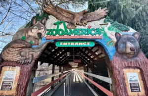 Nos EUA, criança é mordida por lobo em zoo enquanto os pais estavam distraídos com celulares