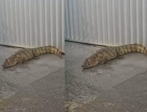 Jacaré enorme é flagrado em frente a portão de casa e assusta moradores; VEJA VÍDEO