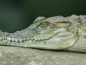 Jacaré aparece em escola e é flagrado por alunos; VEJA VÍDEO!