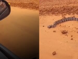 Jiboia enorme dá bote assusta técnica que parou para tirar foto em estrada; VEJA VÍDEO