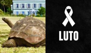 Morre Jonathan, animal terrestre mais velho do mundo, aos 193 anos