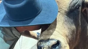 Morre o touro Bipolar, ícone do rodeio nacional, aos 18 anos