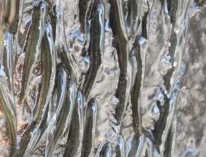 Peixes têm comportamento inusitado em cachoeira que comprova rumor de 50 anos; VEJA VÍDEO