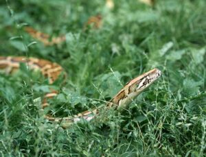 Sucuri gigante de 70 kg é capturada após ser vista rastejando por área urbana; VEJA VÍDEO