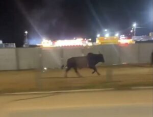 Touro foge de rodeio, atinge jovem e percorre mais de 7km; VEJA VÍDEO
