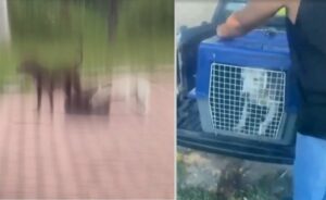 Vídeo mostra pitbull sem focinheira agredindo outro cão; ASSISTA!